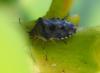 Elasmucha grisea grisea